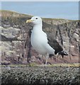 NT9267 : Great Black-backed Gull by Russel Wills