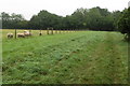 Sheep by the footpath into Upper Gravenhurst