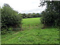 Llwybr Llwyn-yr-ywen / Llwyn-yr-ywen path