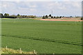 TF6013 : Fenland farmland by N Chadwick