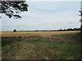 TF0947 : Barley field, north-west of Evedon by Christine Johnstone