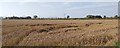 NY2155 : Ripe crop field near Newton Arlosh by Colin Kinnear