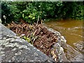 Tree debris in the Shimna trapped against the New Bridge during Storm Francis