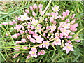 Common Centaury