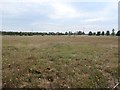 Pasture or paddock at Courtrow Farm