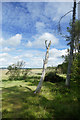 SH4167 : Newborough forest gives way to saltmarsh by Andy Waddington