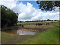 Pond, Ashdown Forest