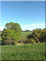 SJ6541 : Cheshire farmland near Coxbank by Roger  D Kidd