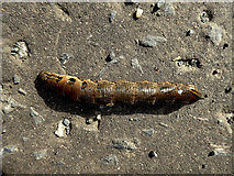 H4772 : Elephant hawkmoth caterpillar, Cranny by Kenneth  Allen