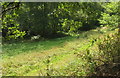 Meadow by Ashwell Brook