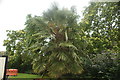 View of a palm tree in Coronation Gardens