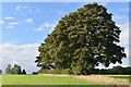SU5817 : Trees on field boundary near Upper Swanmore by David Martin