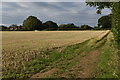 View across field near Upper Swanmore