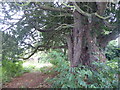 Ancient yew in St Leonard