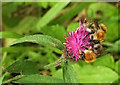 SX7853 : Bees on hardhead, Bickleigh Brake by Derek Harper
