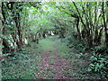 Llwybr coedog uwchben Crwbin / Wooded path above Crwbin