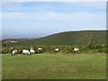 ST1538 : Sheep grazing on the Quantock Hills by Malc McDonald