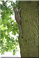 Grey Squirrel in the grounds of St Aidan