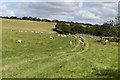 SU1163 : Sheep on the track by David Martin