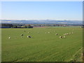 Sheep south of Kirriemuir