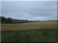 Crop field towards Middle Essie