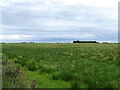 Rough grazing, Lothian