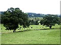 Cattle in parkland at Beltingham