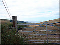 Over a farm gate above Aberarth