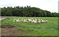 Sheep near Faichfield House