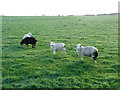 Sheep grazing near South Essie