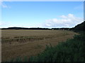 Cereal crop beside the B9033