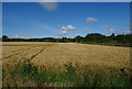 Cereal crop beside the A90