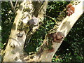 ST6549 : Jelly Ears on a tree by Neil Owen