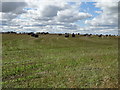 Hillside field with bales towards South Dumpston