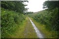 NJ9253 : Well drained cutting, Formartine and Buchan Way by Richard Webb