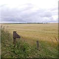 NJ9251 : 33 miles: Barley at Auchcorthie by Richard Webb