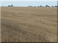 TF7641 : Wheat stubble, east of Chalkpit Lane by Christine Johnstone