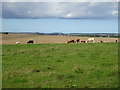 Cattle grazing near Newmill