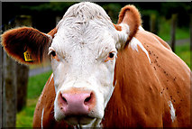 H4170 : Ear twitching cow, Cavanacaw Lower by Kenneth  Allen