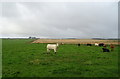 Cattle, Burnside of Braco