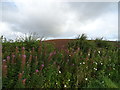 Hillside near Nether Leask