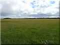 Grazing near Toll of Birness