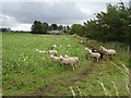 Sheep grazing towards Kinknockie Cottage
