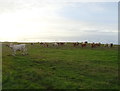 Cattle near Colliehill