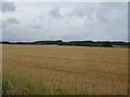 Farmland near Forvie