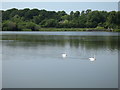 Swans on Appleton Reservoir, Higher Walton