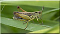 J4982 : Grasshopper, Bangor by Rossographer
