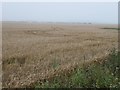 TF7840 : Barley field, north of Sunderland Farm by Christine Johnstone