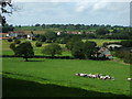 Grazing above Rosewood Farm