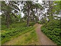 Path to Carrbridge War Memorial